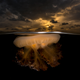 Image for article titled Epic and intimate glimpses of nature from the Sony World Photography Awards